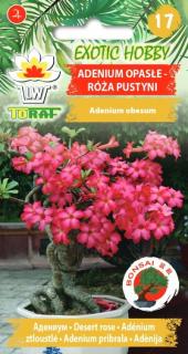 ADENIUM OBESUM RŮŽOVÉ KVĚTY – POUŠTNÍ RŮŽE, ADENIUM ZTLOUSTLÉ /5 SEMEN/ (Adenium obesum)