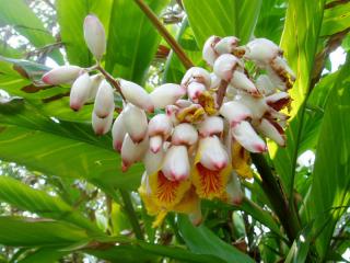 ALPINIA ZERUMBET SBĚRATELSKÝ SKVOST/3 SEMENA/ (ALPINIA CERUMBET-Galgán Porcelánový)