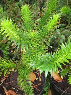 ARAUCARIA ARAUCANA PRO OPRAVDOVÉ FAJNŠMEKRY/2semena/ (Araucaria aracana)