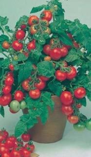 Balkonová paradajka korálku čerešňového/50semen/ (Lycopersicon esculentum)