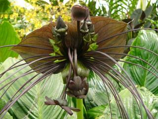 ČERNÝ NETOPÝR - TACCA CHANTRIERI/4 SEMENA/  (TACCA CHANTIERI)