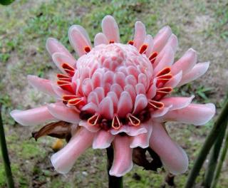 ETLINGERA ELIATOR PINK - RŮŽOVÝ ZÁZVOR/10 SEMEN / (Etlingera eliator PINK)