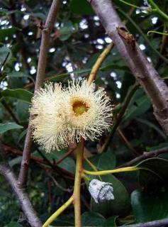 EUKALYPTUS CITRÓNOVÝ - Eucalyptus Citriodora/15semen/ (Eucalyptus citriodora)