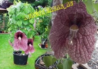 GIGANTICKÉ KVĚTY/50CM/SUPERDEKORATIVNÍ/5semen/ (ARISTOLOCHIA GIGANTEA)