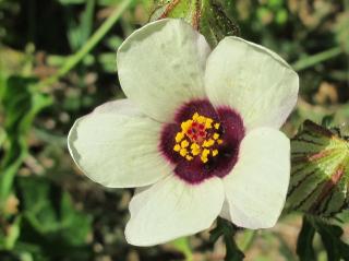 IBÍŠEK SIMPLY LOVE/20 SEMEN / (Hibiscus tronium)