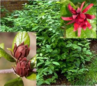 JEMNÁ SVĚŽÍ VŮNĚ /4 SEMENA/ (Calycanthus floridus)