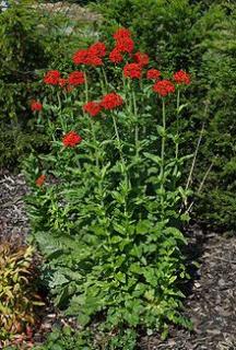 KOHOUTEK CHALCEDONSKÝ HOROUCÍ LÁSKA/750 SEMEN/  (Lychnis chalcedonica)