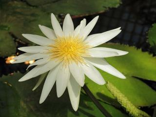 LEKNÍN BÍLÝ NYMPHAEA WHITE DAY 10 SEMEN  (Nymphaea Ampla)