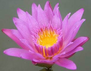 LEKNÍN RŮŽOVÝ NYMPHAEA PINK DAY 10 SEMEN  (Nymphaea Capensis)