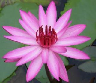 LEKNÍN RŮŽOVÝ NYMPHAEA PINK NIGHT 10 SEMEN  (Nymphaea Species)