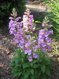 NÁPRSTNÍK PURPUROVÝ BAREVNÝ MIX DIGITALIS/3500SEMEN/ (Digitalis purpurea Foxy)