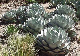 NEJKRÁSNĚJŠÍ MRAZUVZDORNÁ AGAVE PARRYI 10 SEMEN (Agave parryi)