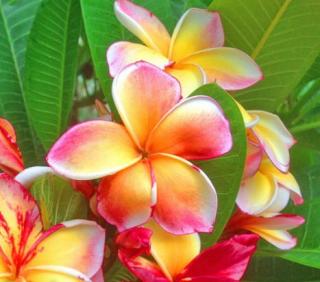 PLUMERIA RUBRA NEW VARIETY /5 SEMEN/ (FRANGIPANI)