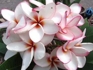 PLUMERIA RUBRA - PLUMERIE /3 SEMENA/  (FRANGIPANI)