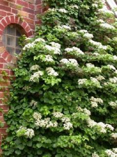 POPÍNAVÁ HORTENZIE - RARITA 50 SEMEN (Hydrangea Antala „Petiolaris“)