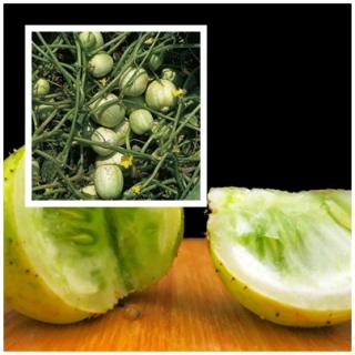 POPÍNAVÉ CITRONOVÉ MINI OKURKY /10 semen/ (Cucumis sativim Lemon)