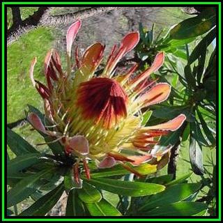 Protea roupelliae rarita u Vás doma /8 SEMEN/ (Protea roupelliae )