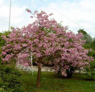 ROBINIA HISPIDA TRNOVNÍK SRSTNATÝ TOP/20 SEMEN/ (ROBINIA HISPIDA)