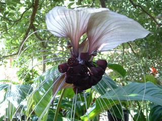 Tacca intergrifolia/4 semena/ (TACCA NIVEA )