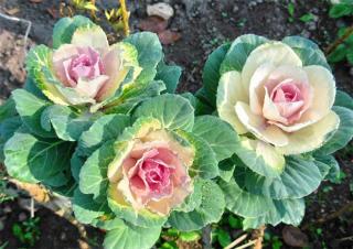 ZELÍ OKRÁSNÉ STONKOVÉ ODRŮDA SUNRISE  (Brassica oleacea)