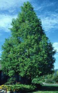 ZNOVUZROZENÁ METASEKVOJE Z PRAVĚKU-Metasequoia Glyptostroboides /10 SEMEN/ (Metasequoia Glyptostroboides )