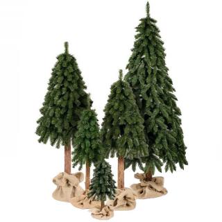 Vianočný stromček Smrek horský na pni 170cm