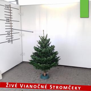 Živý vianočný stromček - Normandská Jedľa A-Kategórie výška 125 - 150cm ()