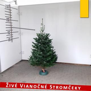 Živý vianočný stromček - Normandská Jedľa A-Kategórie výška 150 - 175cm ()