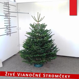 Živý vianočný stromček - Normandská Jedľa A-Kategórie výška 175 - 200cm ()