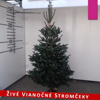 Živý vianočný stromček - Normandská Jedľa A-Kategórie výška 200 - 225cm ()