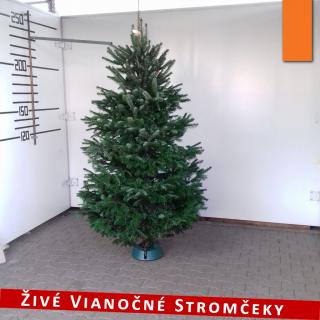 Živý vianočný stromček - Normandská Jedľa A-Kategórie výška 225 - 250cm ()