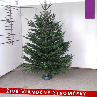 Živý vianočný stromček - Normandská Jedľa A-Kategórie výška 250 - 275cm ()