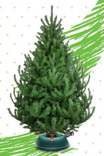 Živý vianočný stromček - Normandská Jedľa A-Kategórie výška 300 - 400cm ()