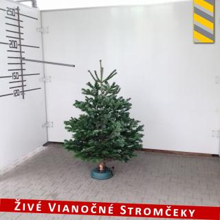 Živý vianočný stromček - Normandská Jedľa B-Kategórie výška 150 - 175cm ()