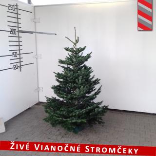 Živý vianočný stromček - Normandská Jedľa B-Kategórie výška 175 - 200cm ()