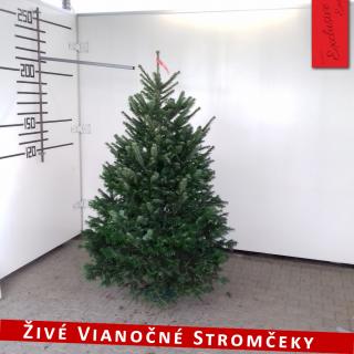 Živý vianočný stromček - Normandská Jedľa EXCLUSIVE výška 175 - 200cm ()