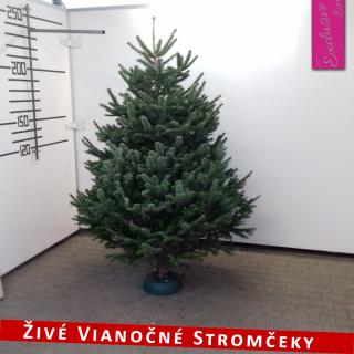 Živý vianočný stromček - Normandská Jedľa EXCLUSIVE výška 200 - 225cm ()