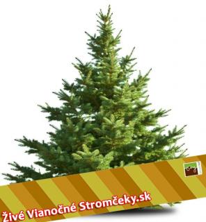 Živý vianočný stromček - Normandská Jedľa EXCLUSIVE výška 300 - 400cm ()