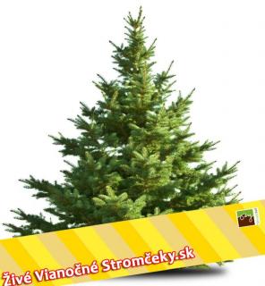 Živý vianočný stromček - Normandská Jedľa EXCLUSIVE výška 400 - 500cm ()