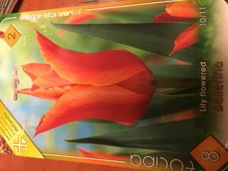 Tulipány Ballerina