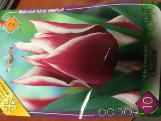 Tulipány Claudia