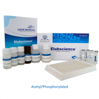 Acetyl Phospho Methyl Antibody
