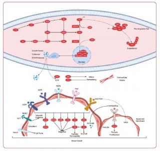 Angiogenesis