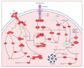 Apoptosis