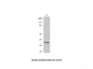 BCL-x Polyclonal Antibody Objem: 120 µL