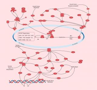 Cell cycle/Check point