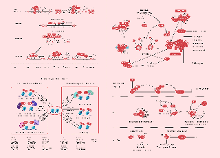 Chromatin & Epigenetic