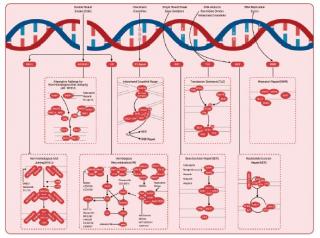 DNA damage/DNA repair