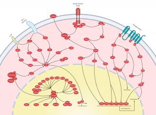 Endocrinology & Hormones