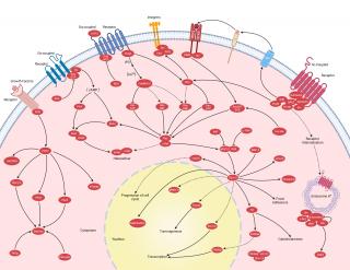 GPCR & G Protein